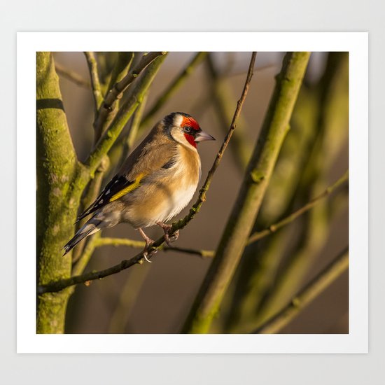 Goldfinch Art Print