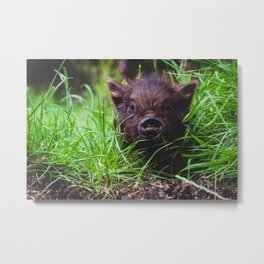 Piglet: Portrait of a Kunekune Metal Print | Newzealand, Kunekune, Midget, Runt, Nz, Pig, Color, Photo, Piglet, Cute 