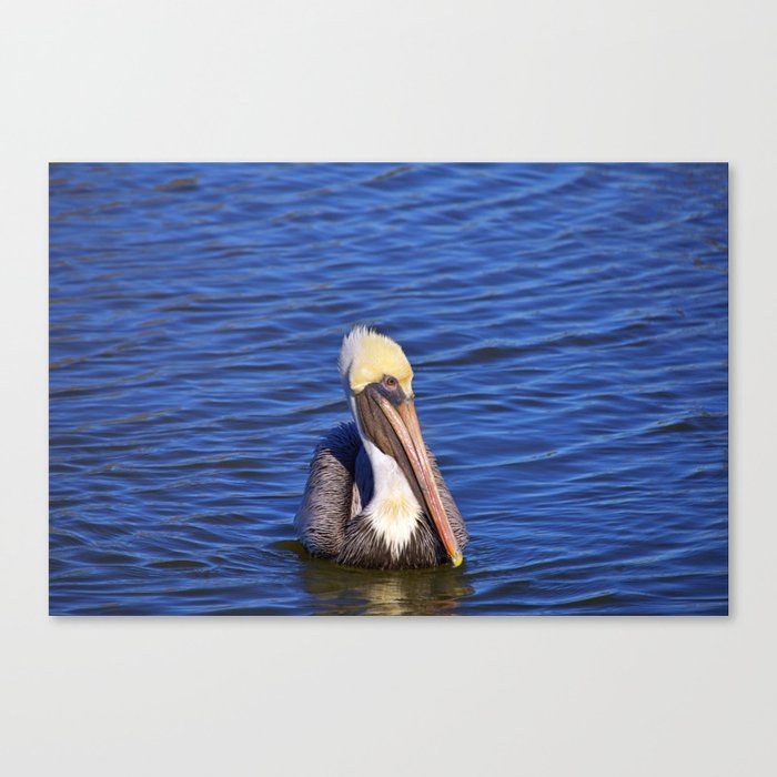 The Posing Pelican Canvas Print