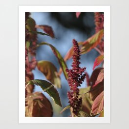 pretty red amaranth stalk - community garden finds Art Print