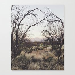 Coyote Canopy Canvas Print