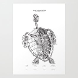 Pacific Hawksbill Sea Turtle Anatomical Dot Drawing Art Print | Dots, Digital, Stencil, Ink Pen, Black And White, Typography, Animal, Nature, Skeletal, Anatomy 