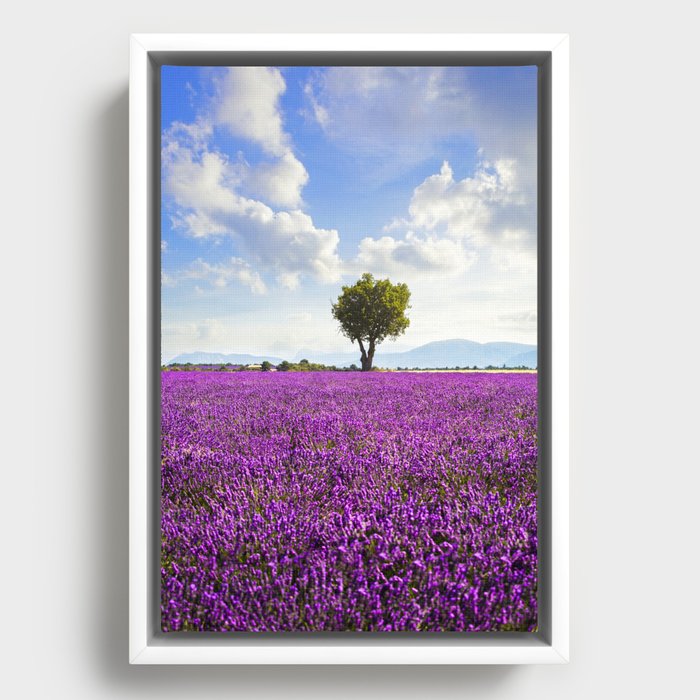 Lavender flower field and lonely tree. Provence, France Framed Canvas