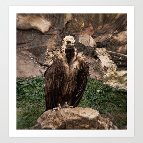 Bird of prey Art Print