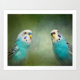 The Budgie Collection - Budgie Pair Art Print