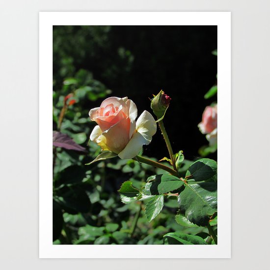 Rosebud Art Print