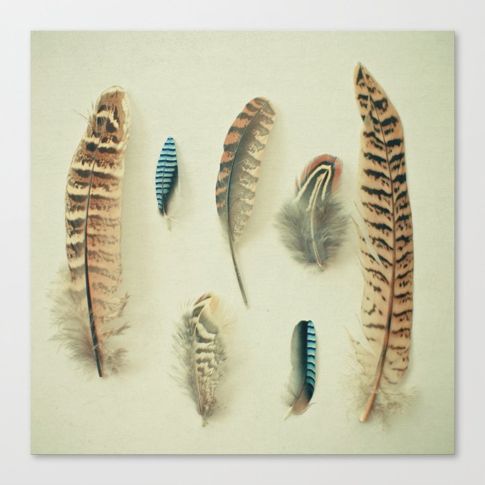 The Feather Collection Canvas Print