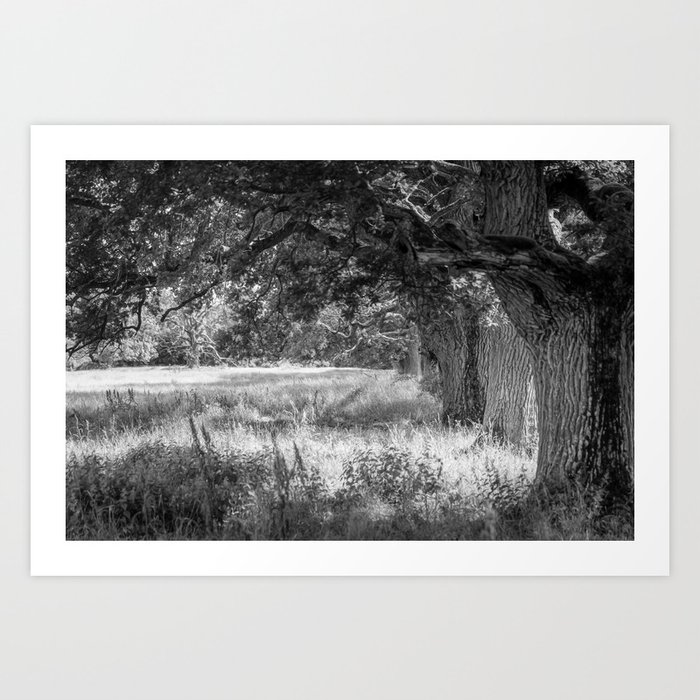 Old Oak Trees In Sunlight - Black & White Art Print