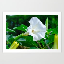 Datura, Devil's Trumpet White Flower Photograph Art Print