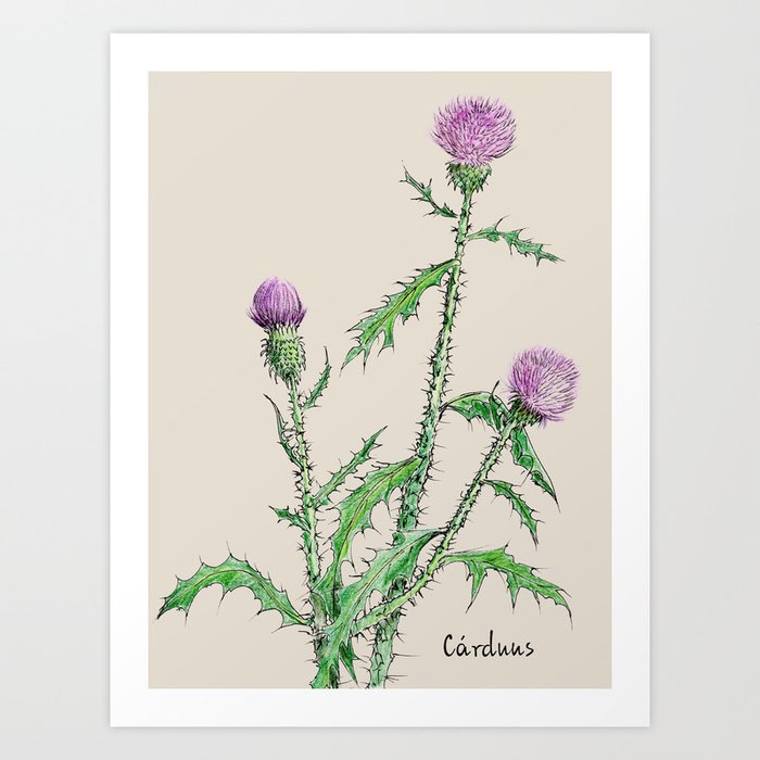 Botanical Illustration Thistle Art Print By Olgashashok Society6