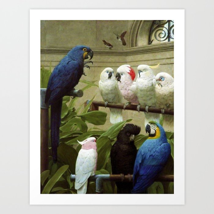 Hyacinth Macaw, Black Cockatoo, Cockatoos, Peach Cockatoo Select Committee by Henry Stacy Marks Art Print