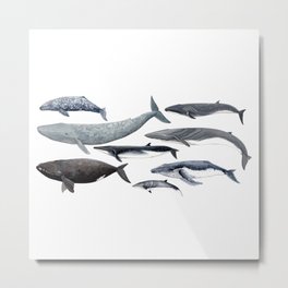 Whales and right whale Metal Print