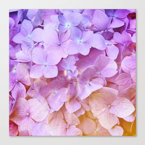Multicolor beautiful Hydrangea petals - Flowers - Buds - Blossoms Canvas Print