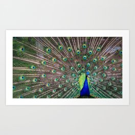Artistic peacock Art Print