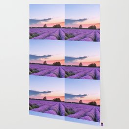 Sunset over fields of purple English lavender landscape color photograph / photography for kitchen, dining room, wall, and home decor Wallpaper