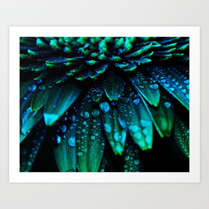 Gerbera Daisy Flower - Midnight Blue Floral Print - Flower photography by Ingrid Beddoes Art Print
