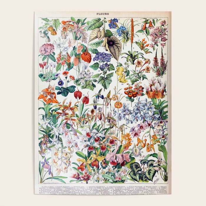 Vintage Botanicals Petit Larousse Encyclopedia Poster by SFT Design