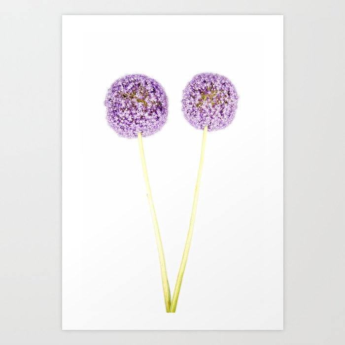 Onion Flower Art Print