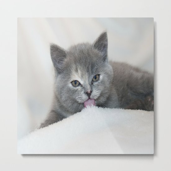 Snow Kitten Metal Print