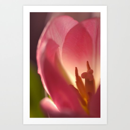 Backlit Pink Tulip Art Print