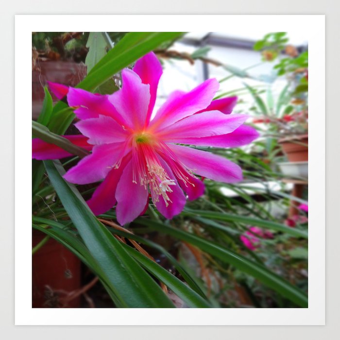 Blooming Fuchsia Pink Orchid Cactus Flower Art Print By Sharlesart Society6