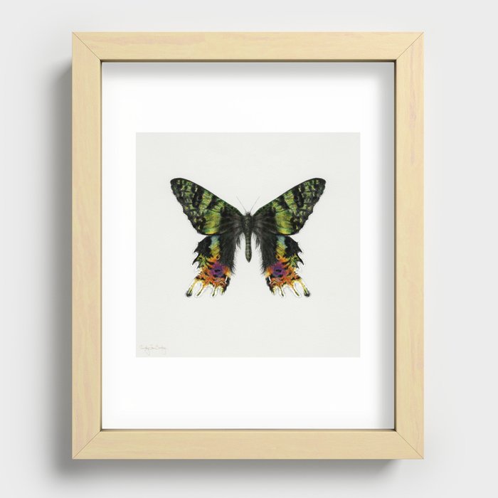Colorful Madagascan Sunset Moth Recessed Framed Print