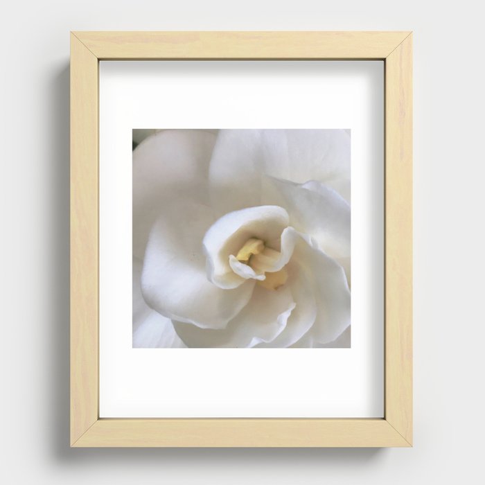 Gardenia 1 Recessed Framed Print