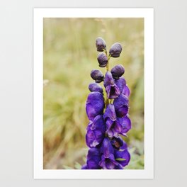Purple Flower | Nature Photography #flower #decor #art  Art Print