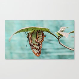 Upside Down Butterfly Canvas Print