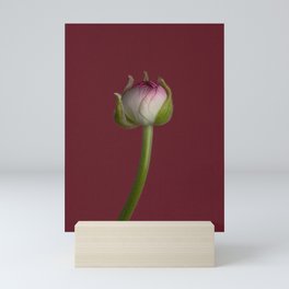 Ranunculus Bud Mini Art Print