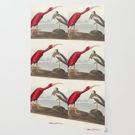 Scarlet Ibis from Birds of America (1827) by John James Audubon (1785 - 1851 ) Wallpaper