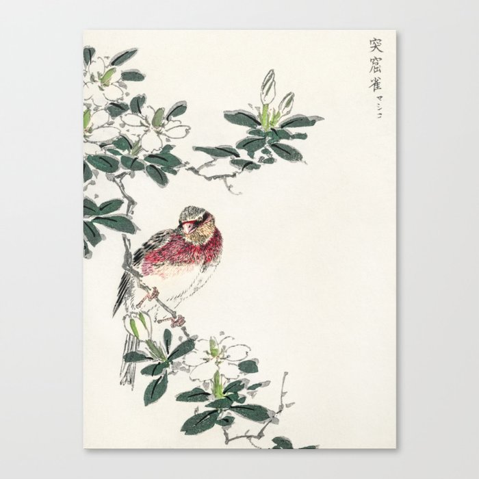 Japanese Long-tailed Rosefinch Canvas Print