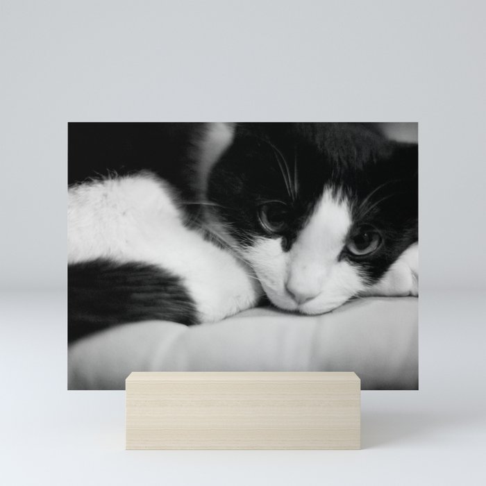 Cat black and white Mini Art Print