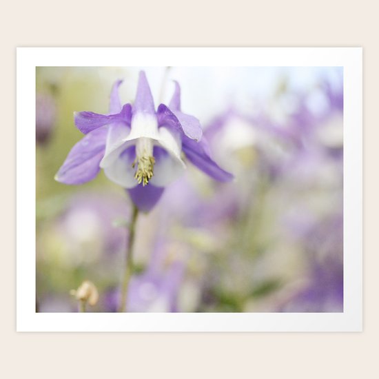 Columbine Art Print