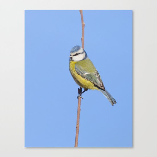 Blue Tit Canvas Print