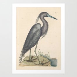 Blue Heron Vintage Bird Print by Mark Catesby, 18th Century Art Print