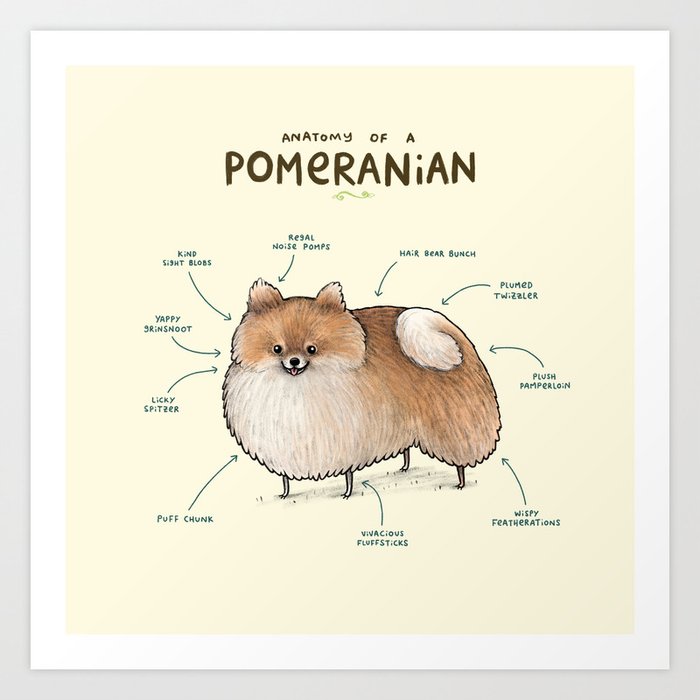 Anatomy of a Pomeranian Art Print