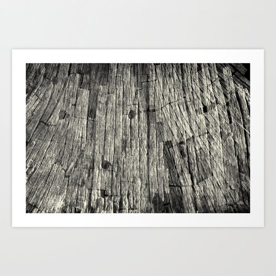 Aging Maple Log 2012 Art Print