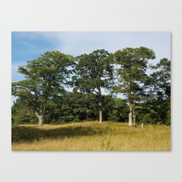 Nature Lover's Day Trip | Golden Olive Green Field With Big Trees | Pictures With Weekend Vibes Canvas Print