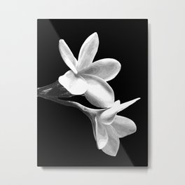 White Flowers Black Background Metal Print | Elegant, Nature, Blossoms, Minimal, Blackwhite, Blossom, Watercolor, Whiteflower, Blackandwhite, Modern 