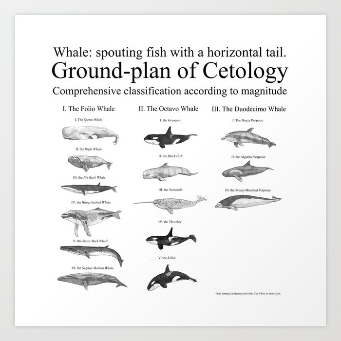 Cetology Art Print