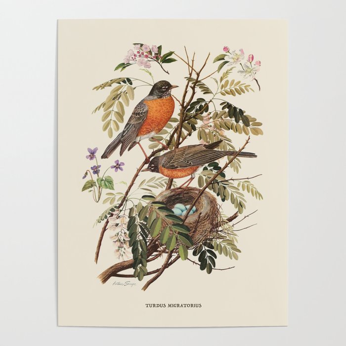 American Robin Antique Naturalist Illustration Poster