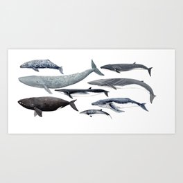 Whales and right whale Art Print