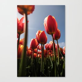 Dutch Tulips Canvas Print