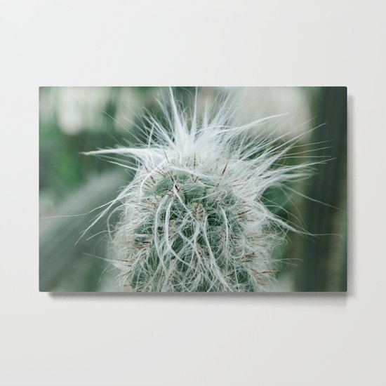 Cactus 06 Metal Print