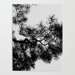 Pine Tree Black & White Poster