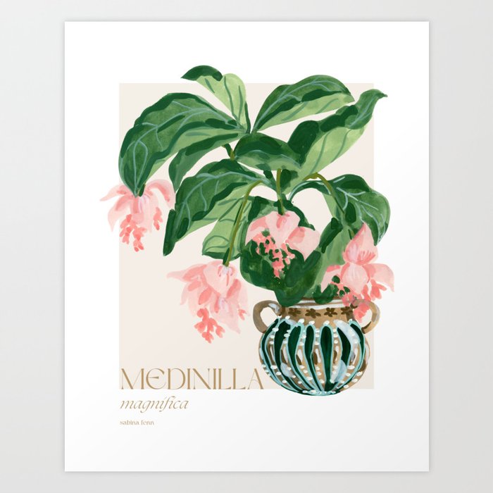 Medinilla Magnifica Art Print