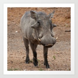 South Africa Photography - Warthog At The Savannah Art Print
