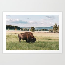 Bison Bull in a Wyoming Meadow Art Print