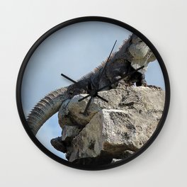 Mexico Photography - Majestic Iguana Standing On Rocks Wall Clock